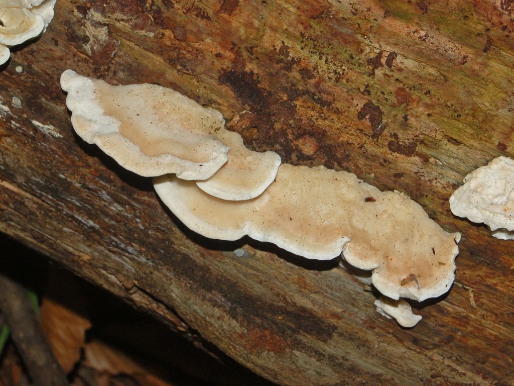 Spongipellis spumeus? (Postia tephroleuca)